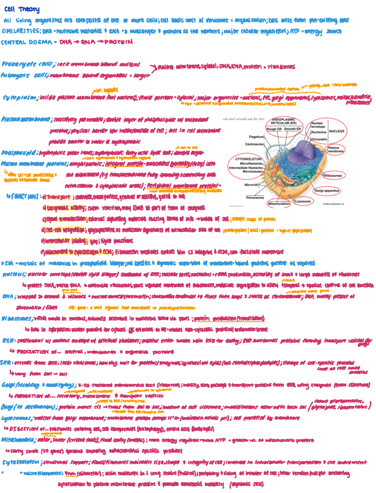 Cellular Respiration and Energy Production Mechanisms (BIOL101) - ell ...