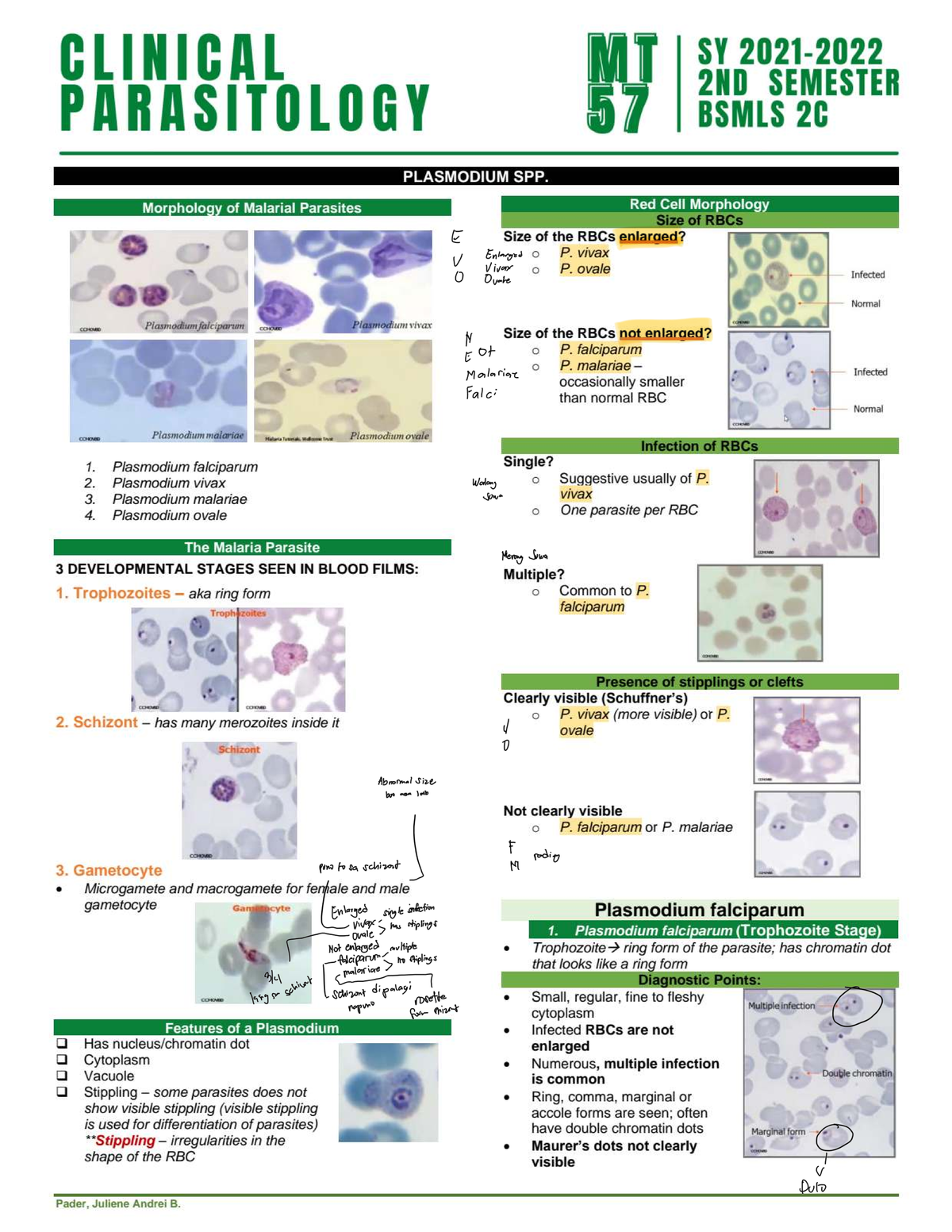 CLINICAL MT 57 BSMLS 2C: Plasmodium Spp. Morphology & Infection Stages ...