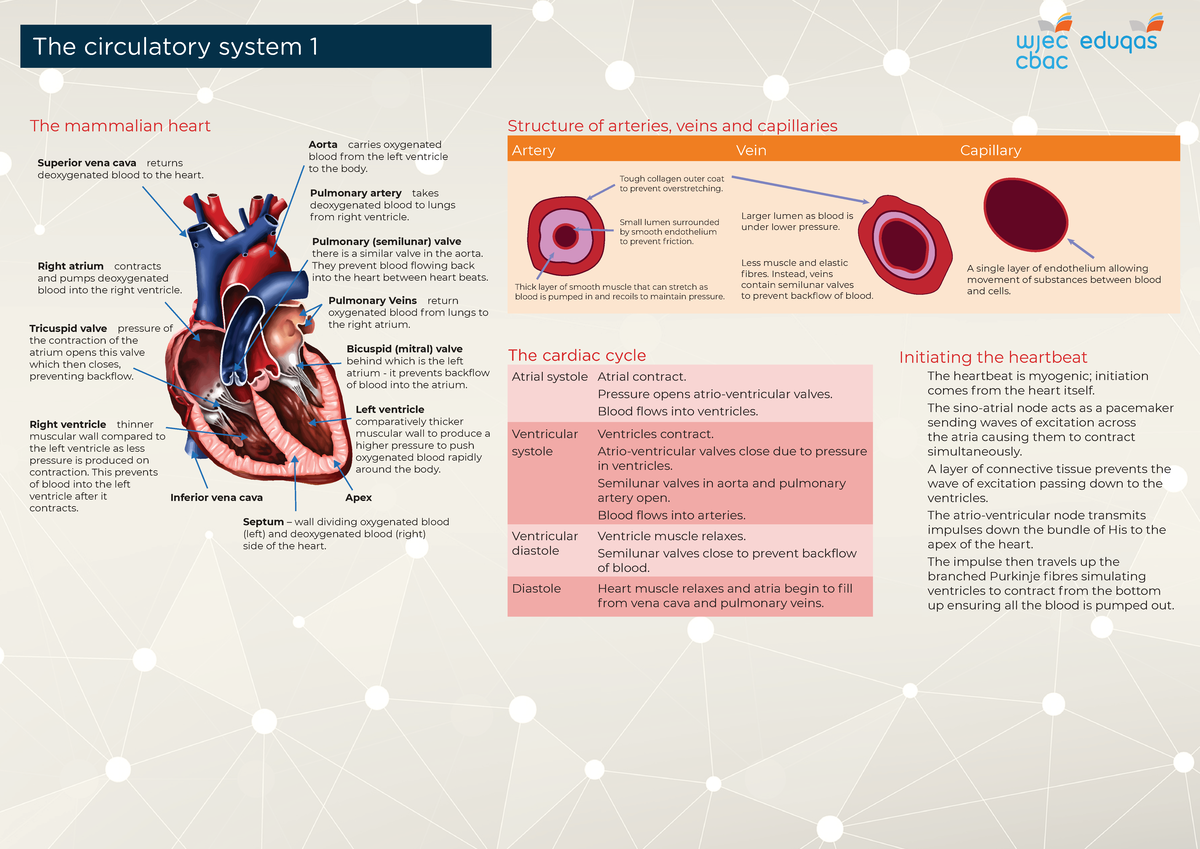 Circulatory System Overview: Structure & Function of Heart & Vessels ...