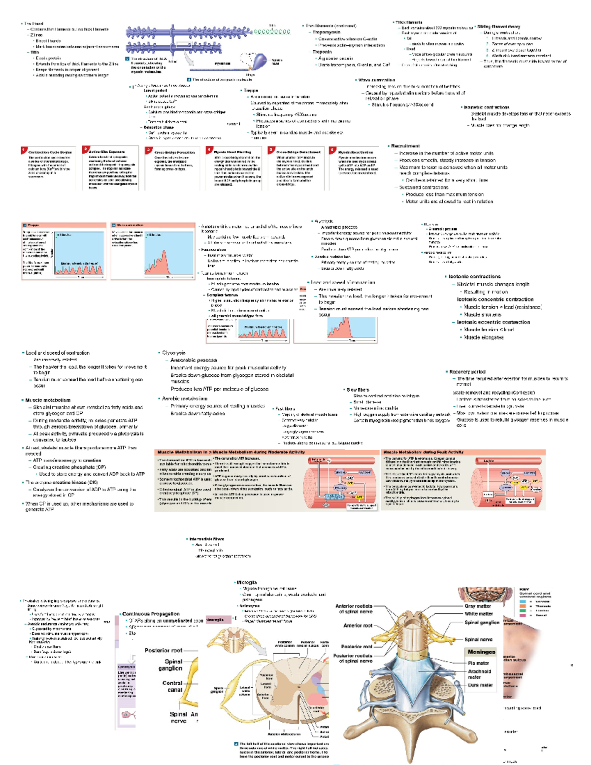 A&P1 Exam 3 Cheat Sheet - Lecture Notes Review Guide - Studocu