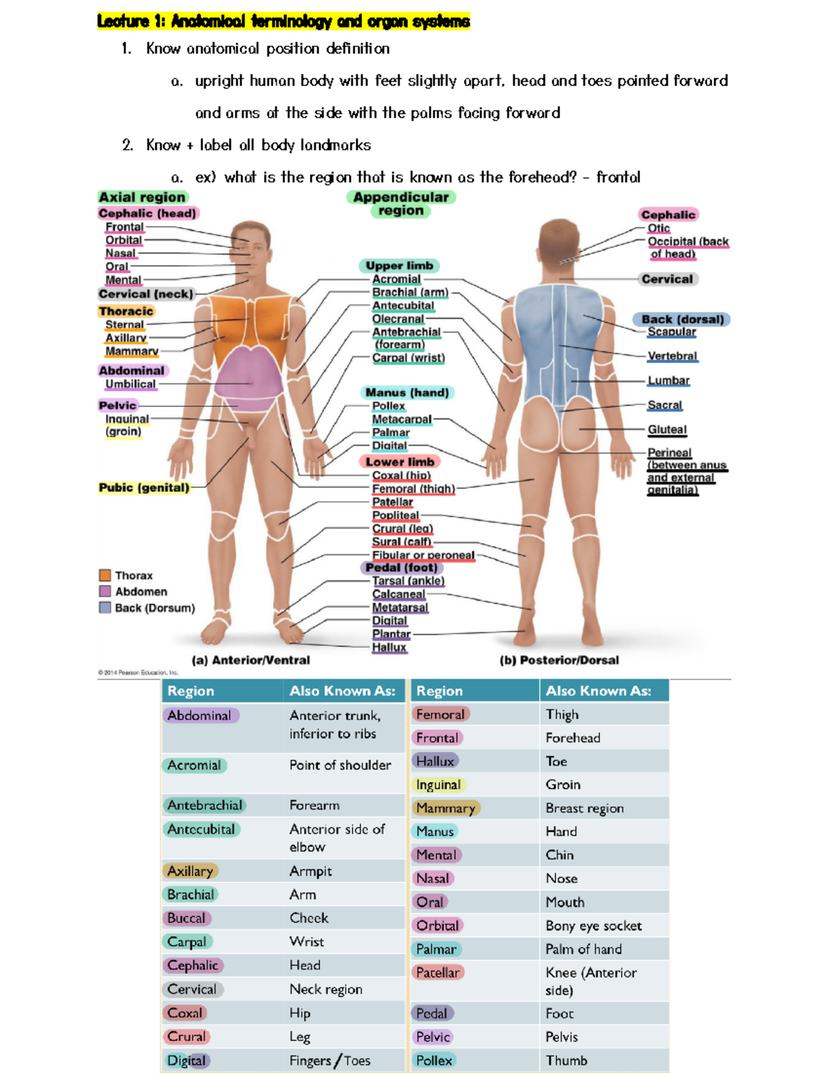 解剖学 1 Anatomy 1 Textbook of Anatomy: Abdomen and Lower Limb, Vol. 2 -4E