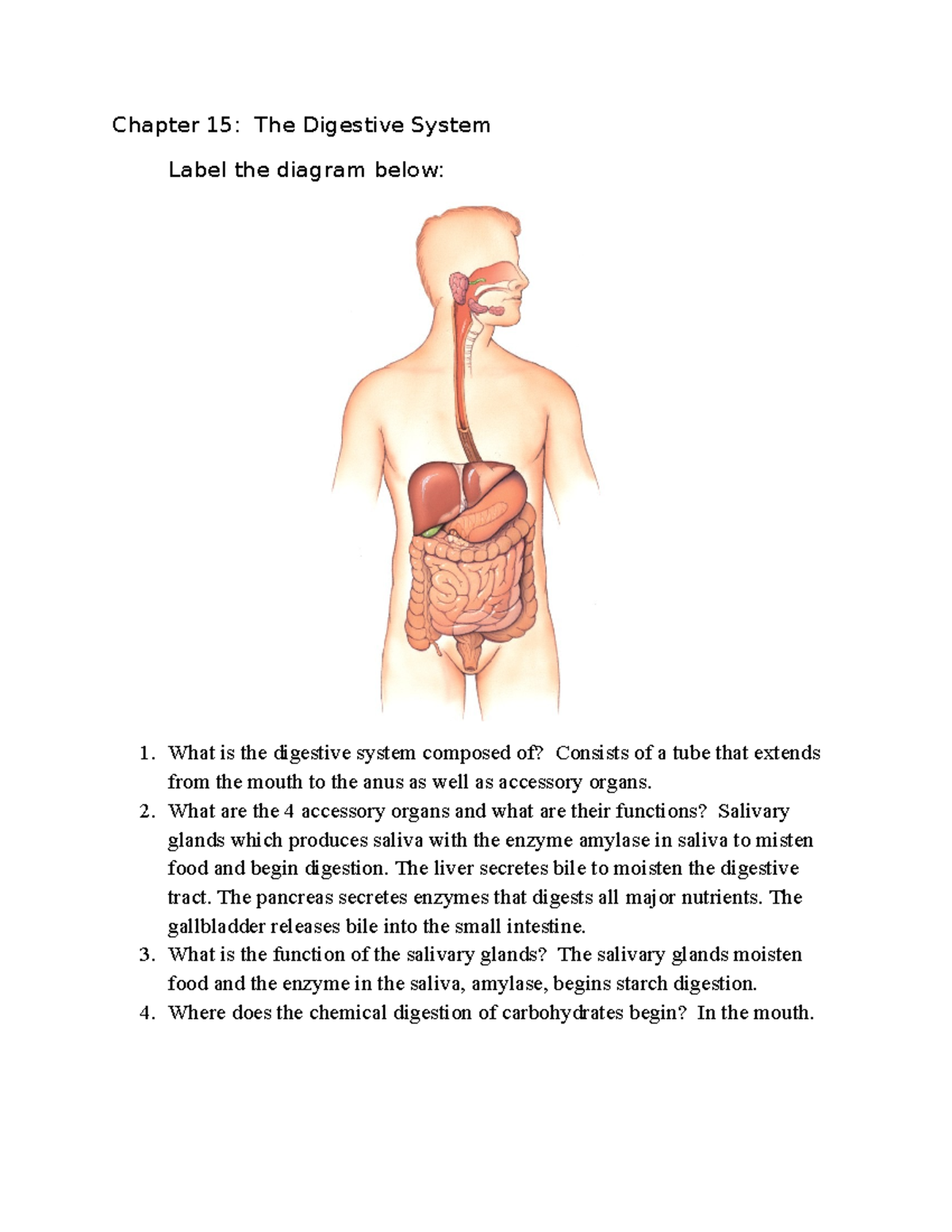 Chapter 15 Review Sheet: The Digestive System Overview - Studocu