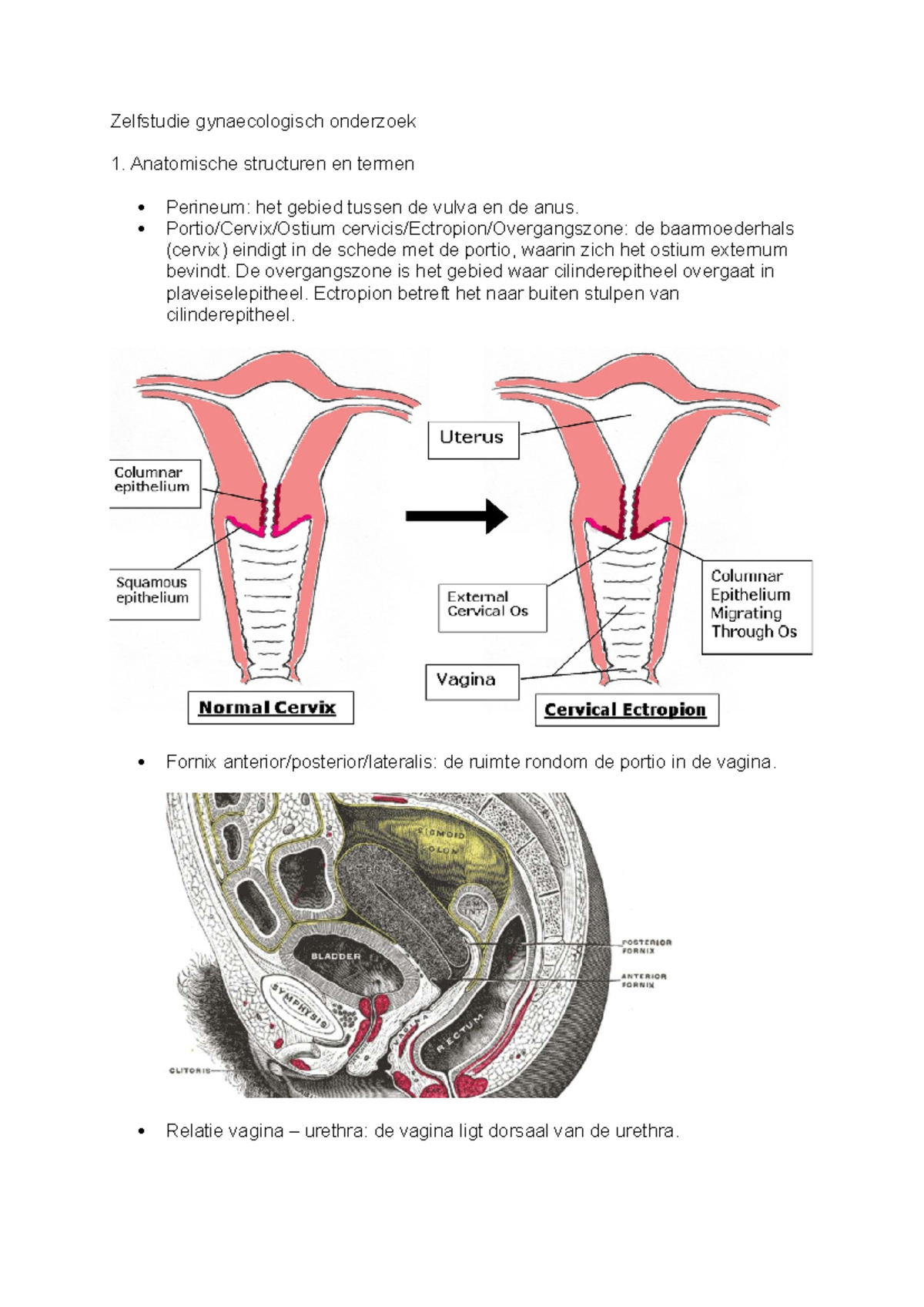 zelfstudie-gynaecologisch-onderzoek-1-anatomie-en-technieken-studeersnel