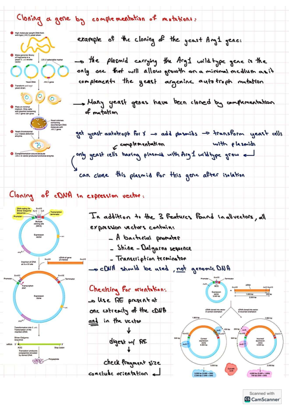 Biotech P2: Gene Cloning and Complementation Techniques in Yeast - Studocu