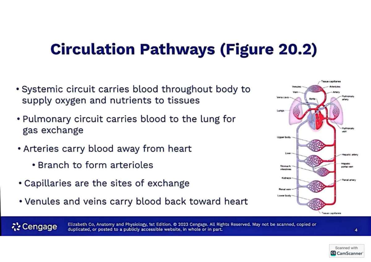 Blood Vessels Overview and Functions (A&P 1st Ed. Study Notes) - Studocu