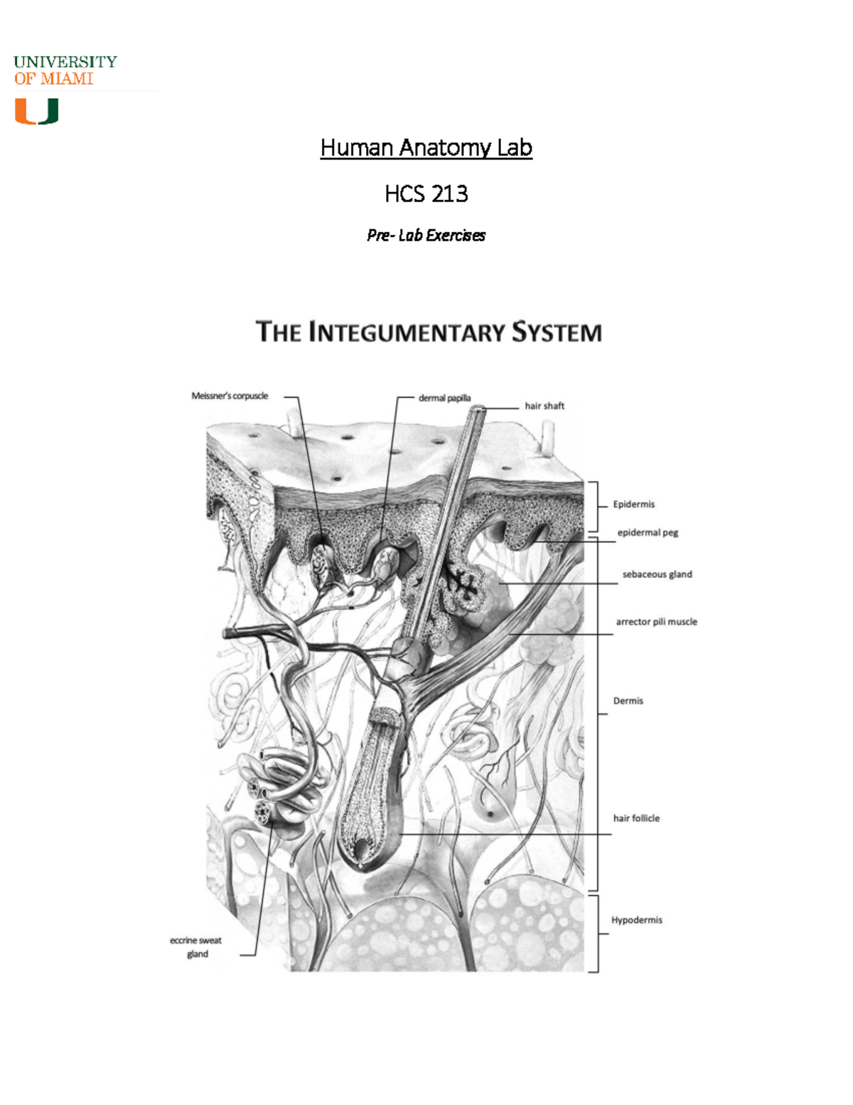 Integumentary System Lab Questions HCS 213 - Studocu