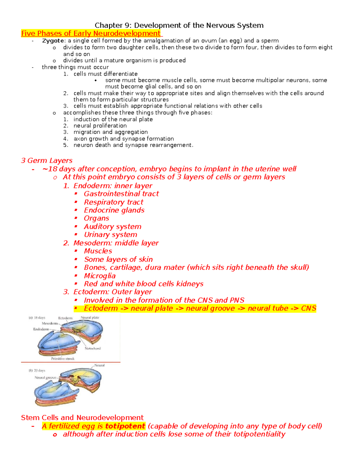 Module 4 Notes: Neurodevelopment and the Nervous System - Studocu