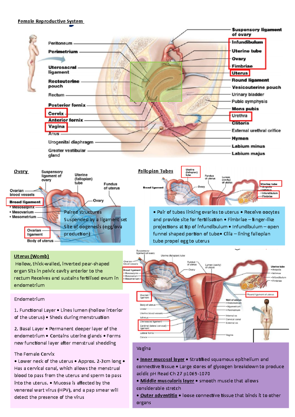 Lecture Notes on Female Reproductive System (Bio 101) with Diagrams ...