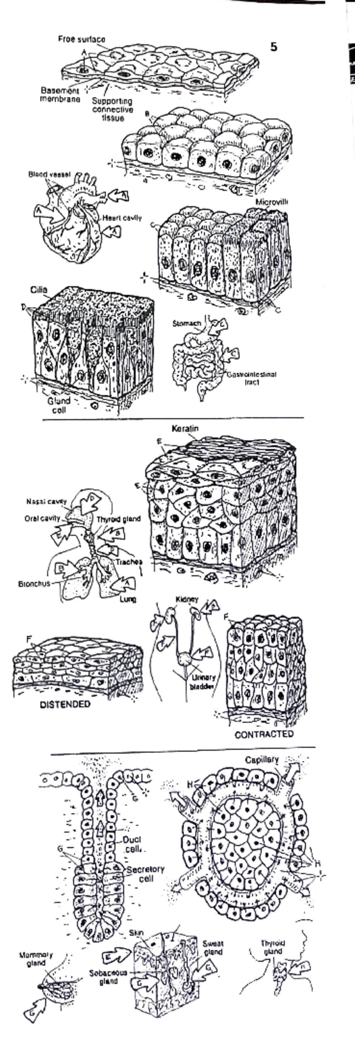 BIO 201 Midterm Study Guide: Anatomy, Physiology, and Muscle Systems -  Studocu