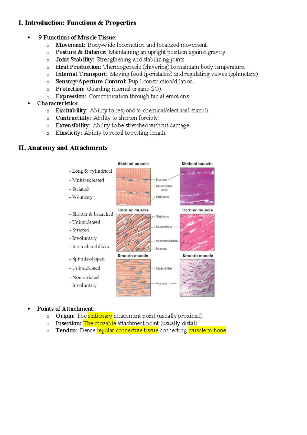 Outline - Muscular System: Functions & Properties - Studocu