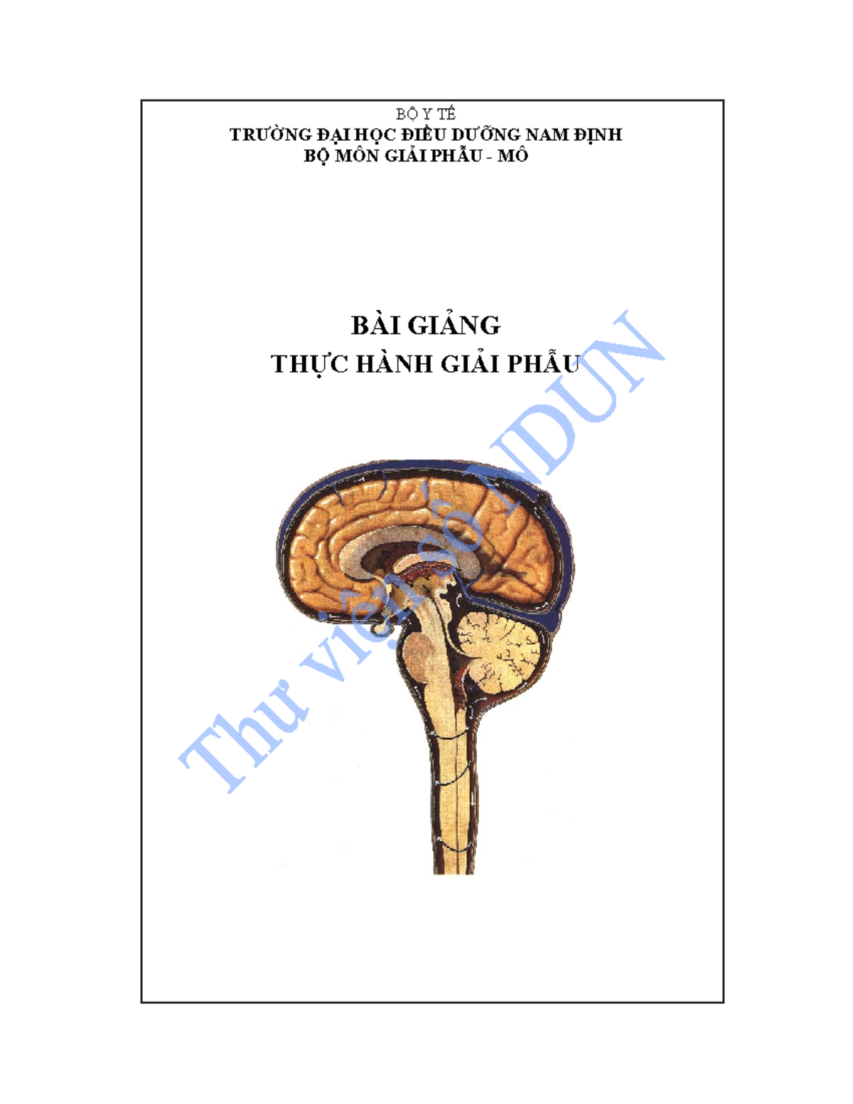 BÀI GIẢNG THỰC HÀNH GIẢI PHẪU: HỆ THẦN KINH & XƯƠNG MẶT - Document Preview