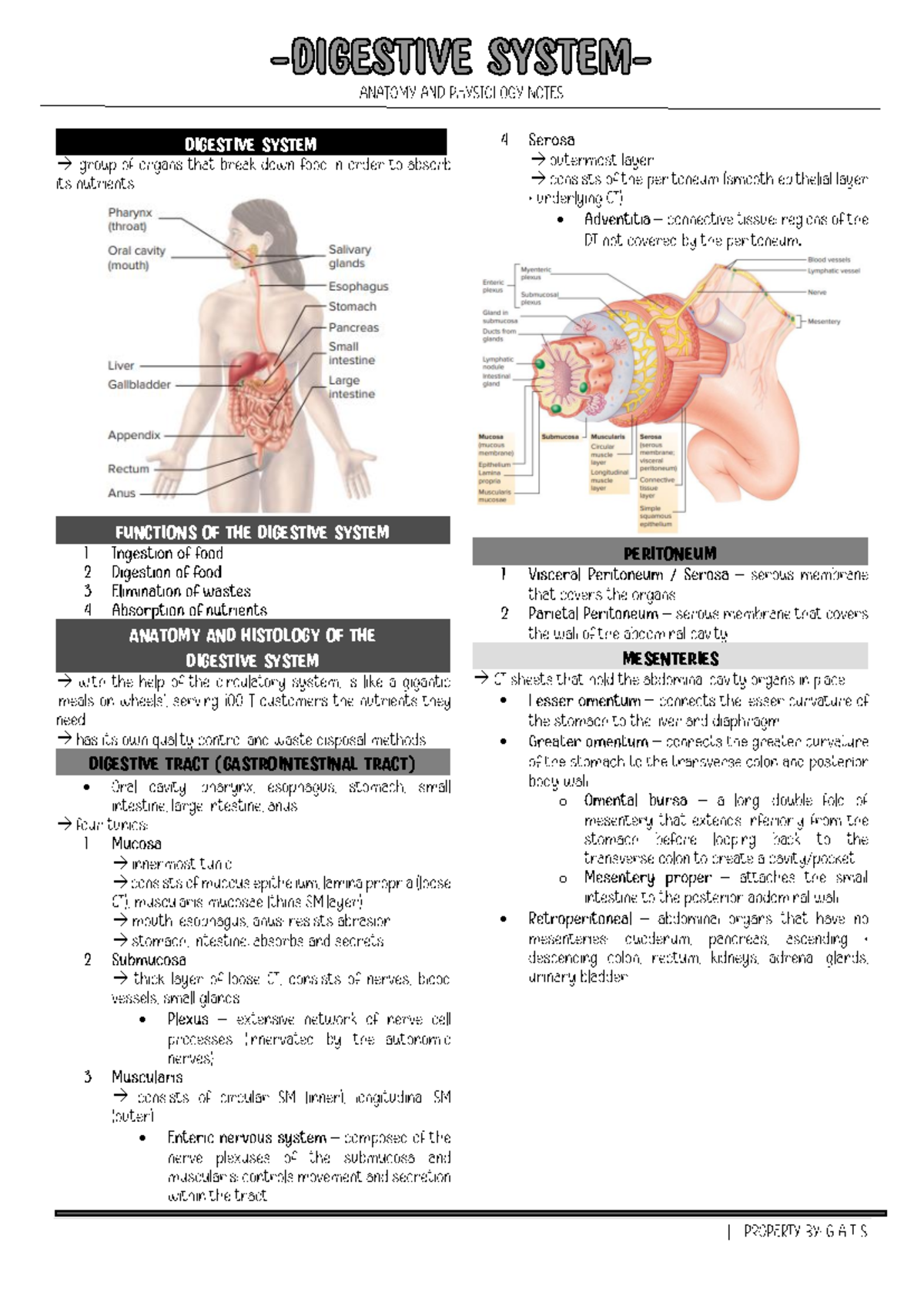 Comprehensive Overview of the Digestive System: Functions & Anatomy ...