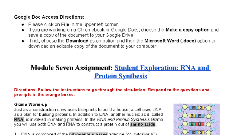 Biology Module 7 Assignment: RNA & Protein Synthesis Exploration - Studocu