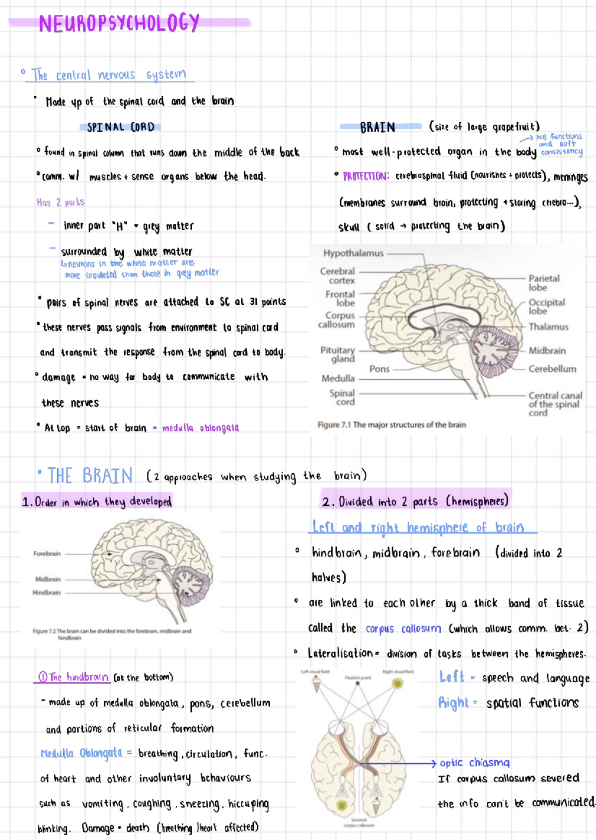 Neuropsychology SPINAL: Key Concepts and Structures for Exam Review ...