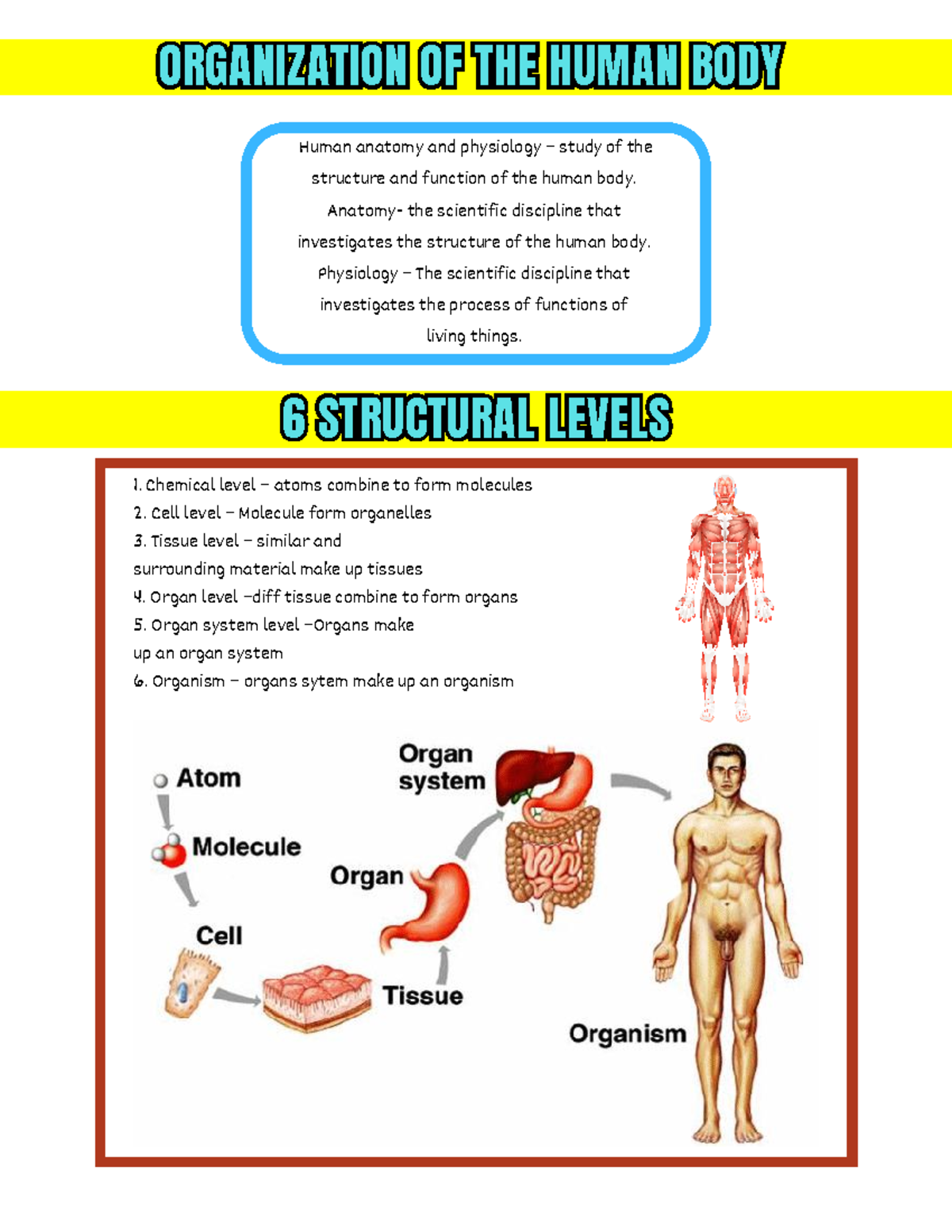Anatomy & Physiology Overview: Structure & Function of the Human Body ...