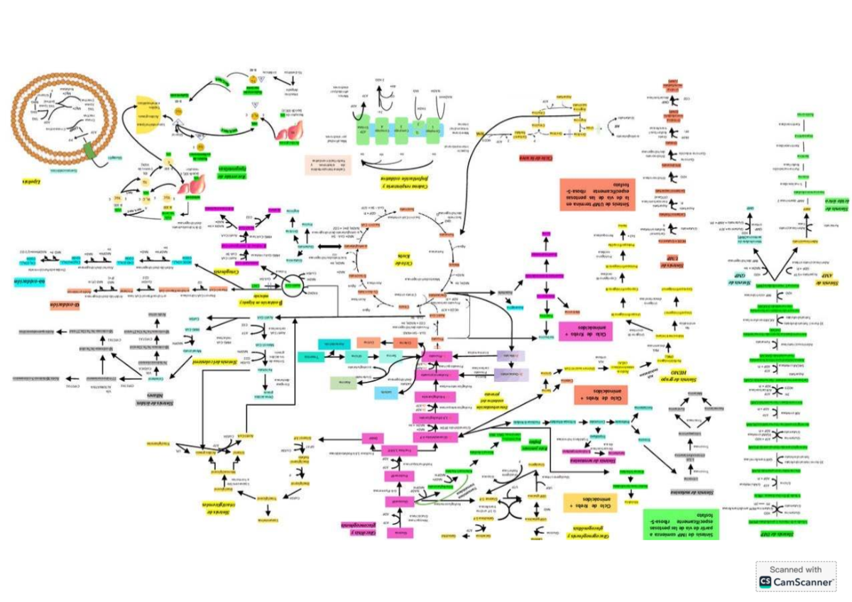 Metabolic Pathways Map - Docsity Study Guide 2 - Studocu