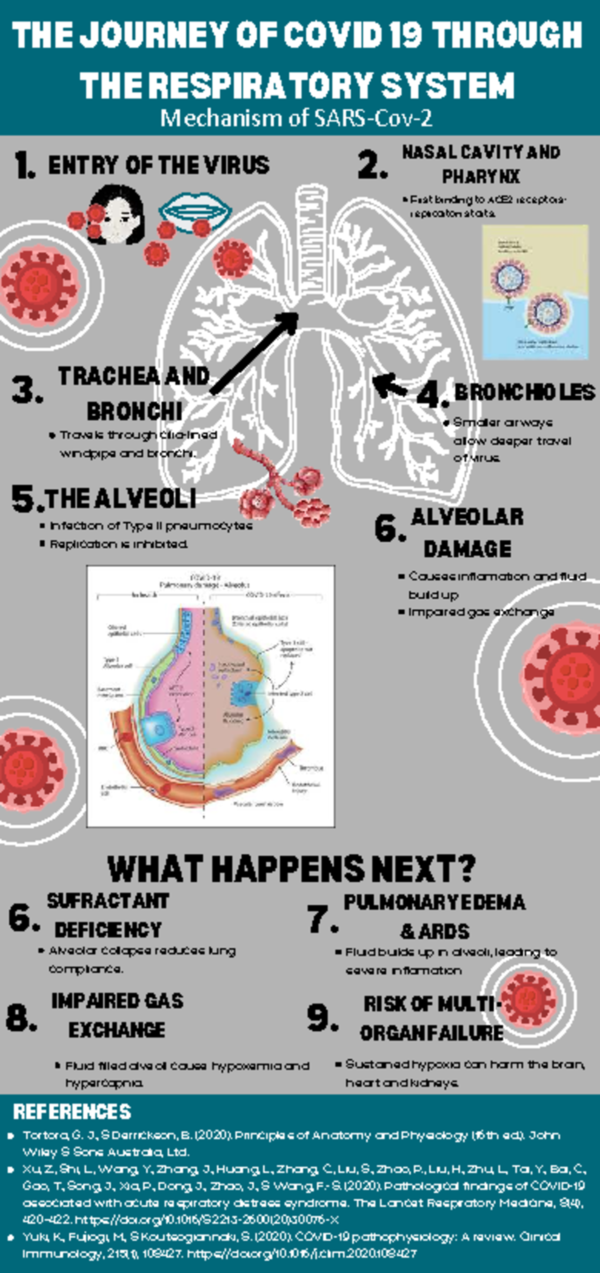 COVID-19 Respiratory System Journey: Infographic Overview - Studocu