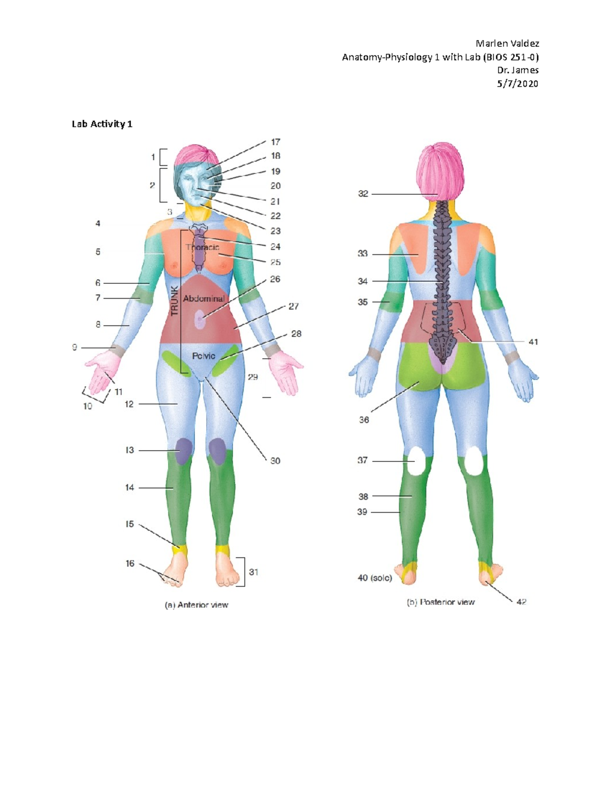 A&P 1 Lab Exercise 1 - Anatomical Language and Directional Terms