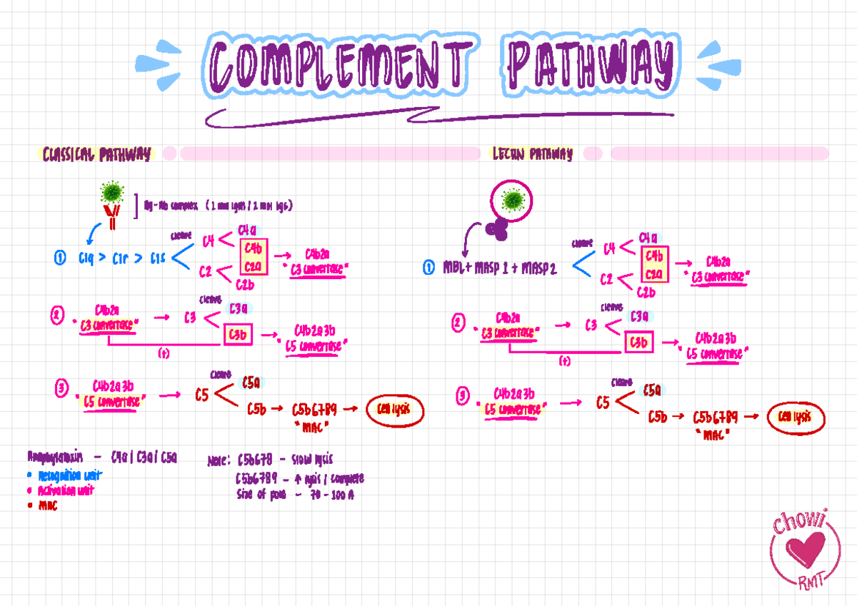 Complement Pathway - lecture/lab - 🦠 🦠 * * INTHIELN IATITINAITD ...