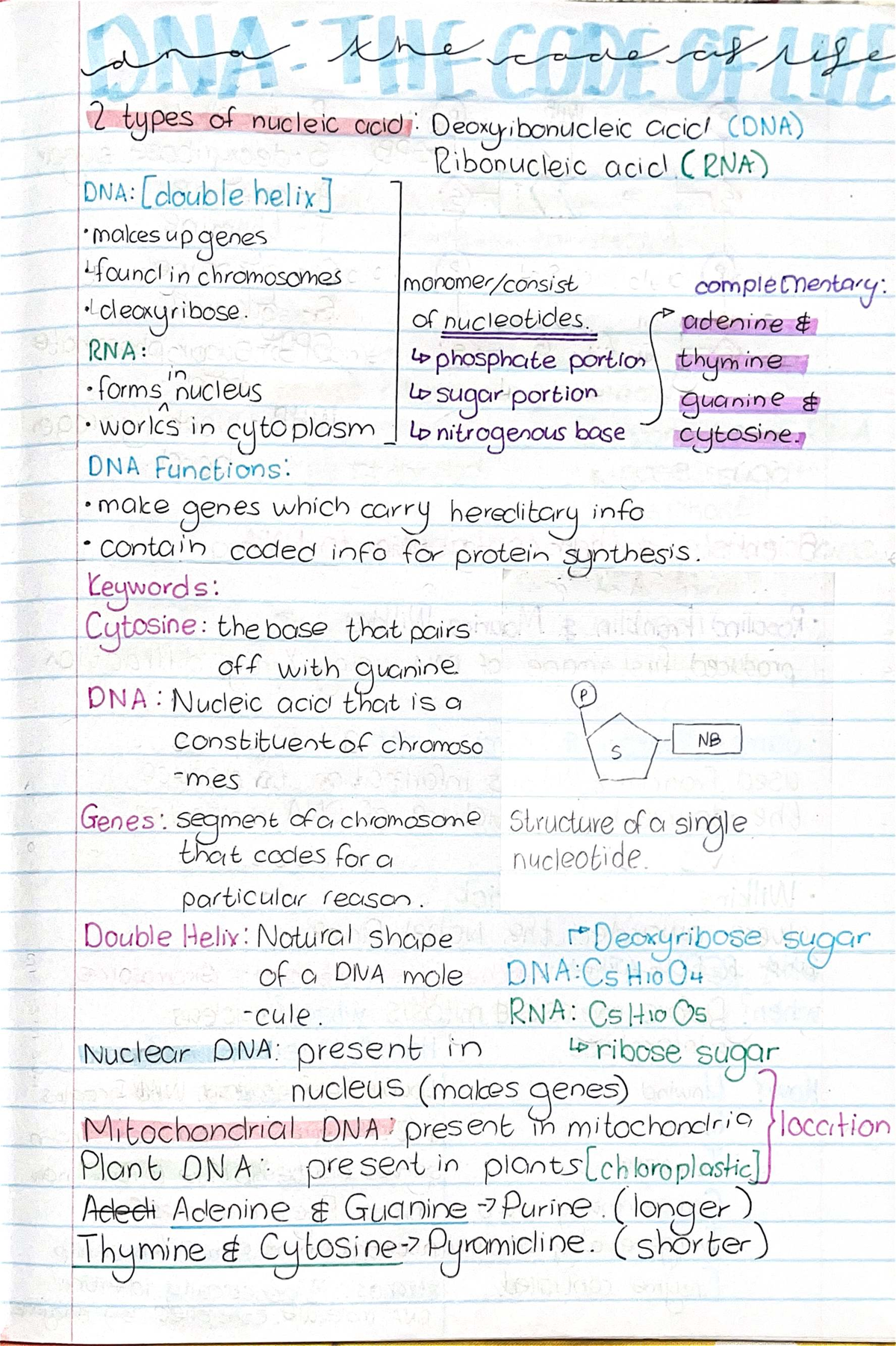 Life Science PAT: DNA Structure, Function & Meiosis Notes - Studocu