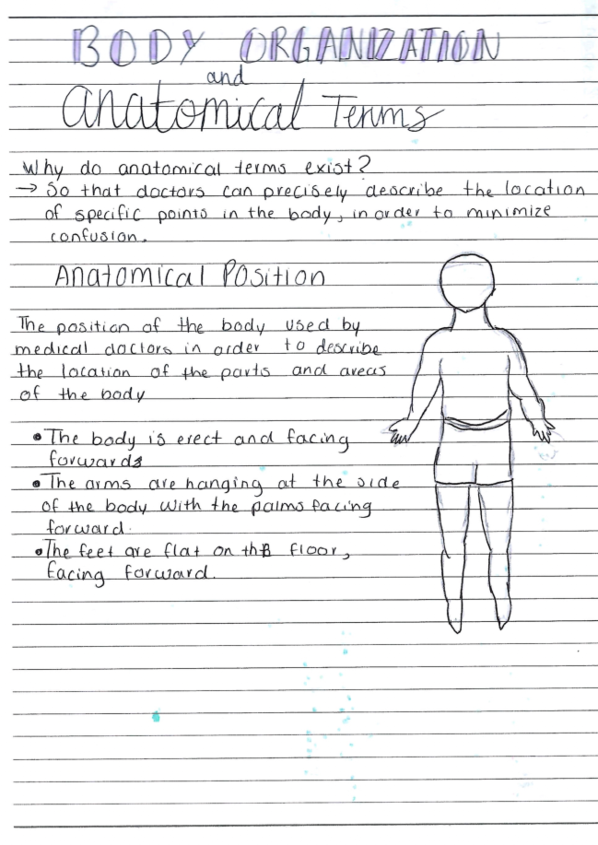 Body organization - BODY ORGANIZATION and anatomical Terms why do ...