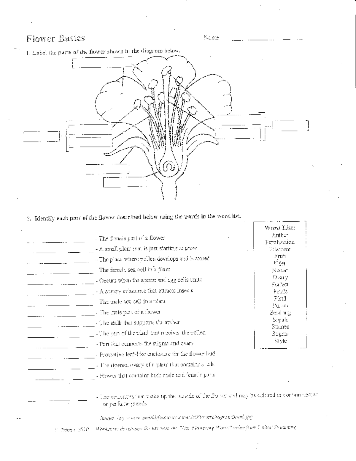 Flower Basics: Parts of a Flower Diagram and Identification Worksheet ...