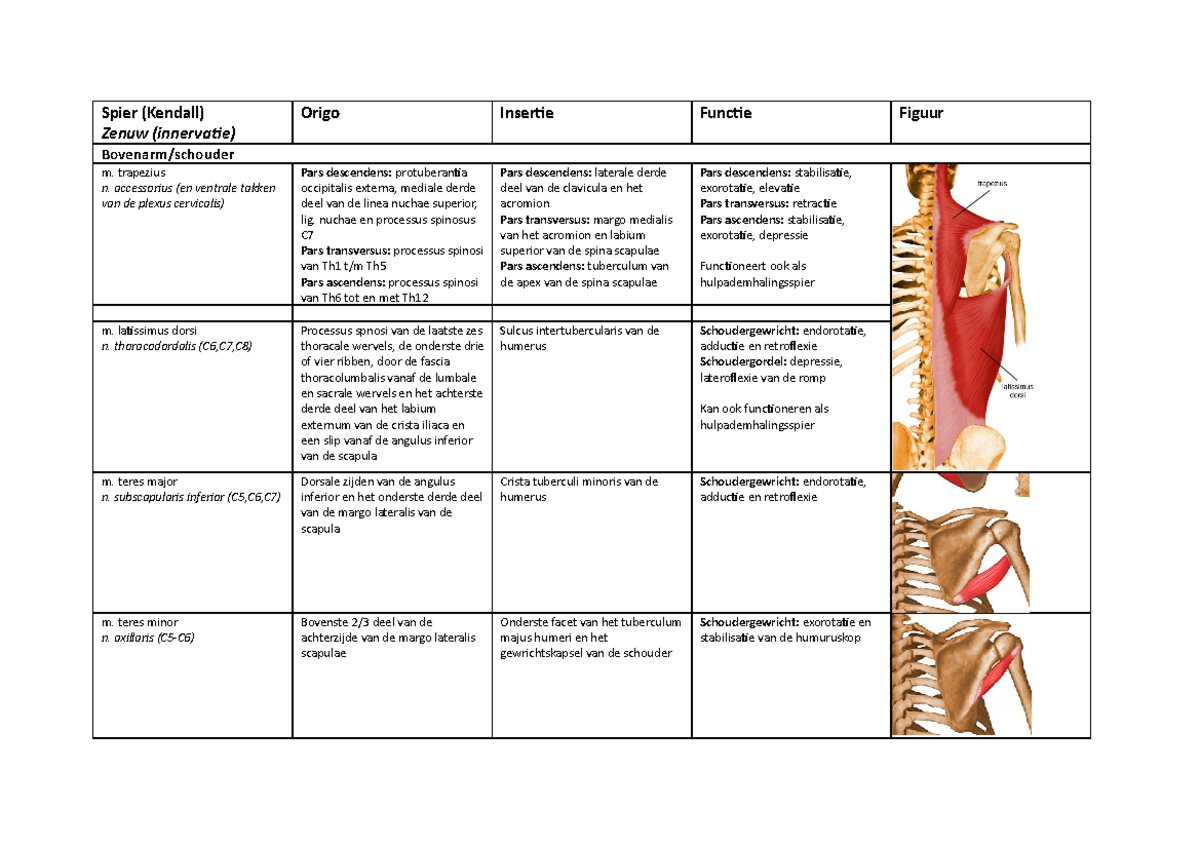 Anatomie alle spieren - Spier (Kendall) Zenuw (innervatie) Origo