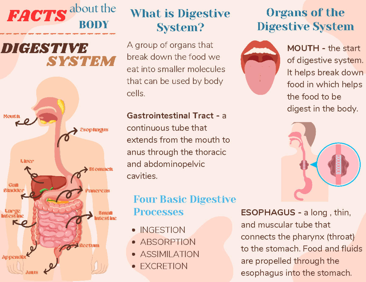 Mouth Digestive System Facts
