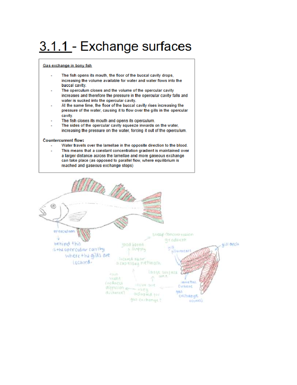 3.1.1 Fish Gas Exchange Cheatsheet: Understanding Gills and Flow - Studocu