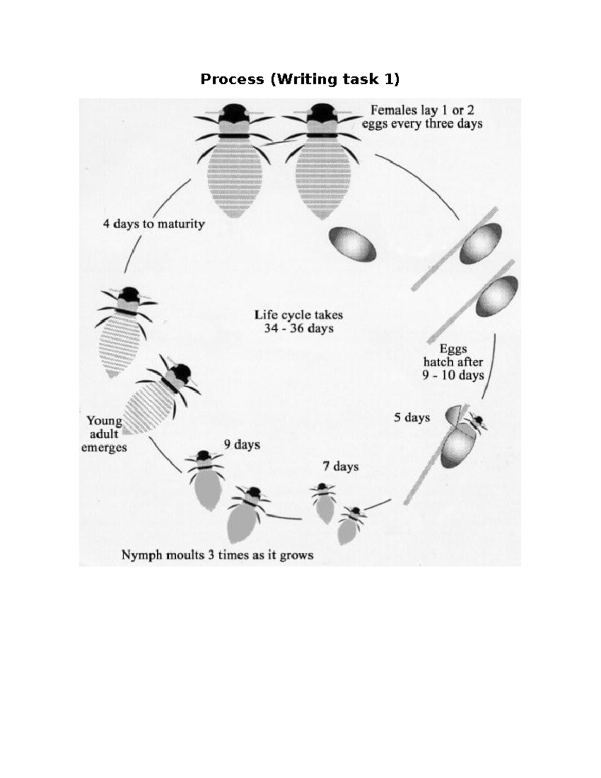 Process of Honey Bee Lifecycle (Writing Task 1) - Studocu