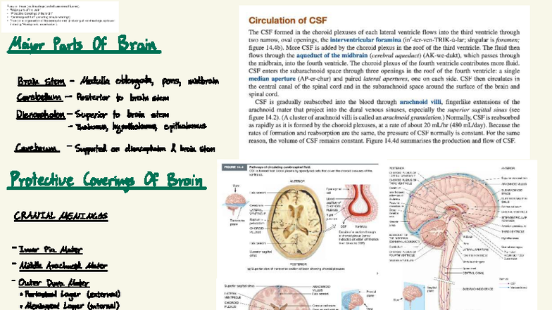 Major Parts and Functions of the Brain - Lab Notes 01+Brain+lab+2025+pp ...