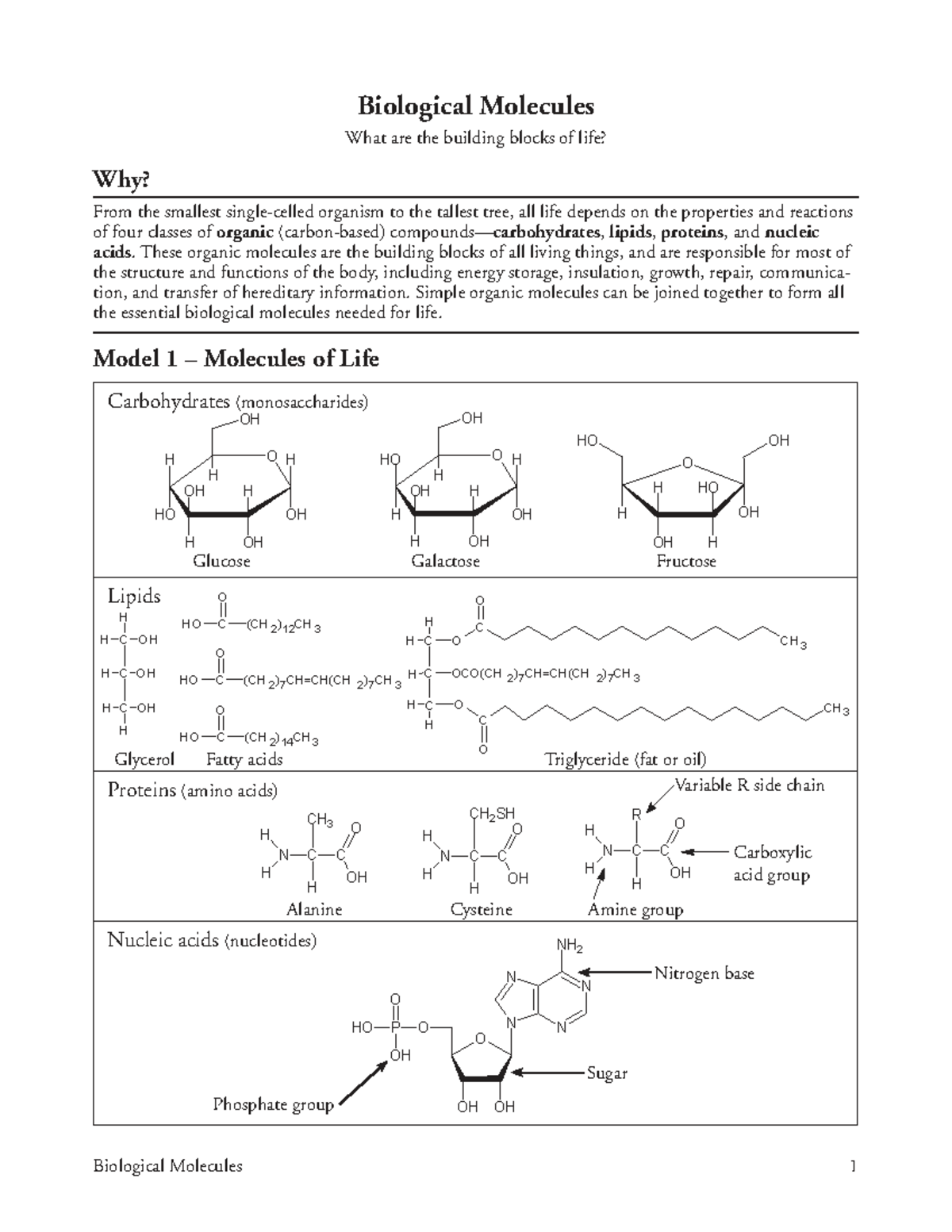 Biological Molecules: Building Blocks of Life - BIOL 6 Study Guide ...