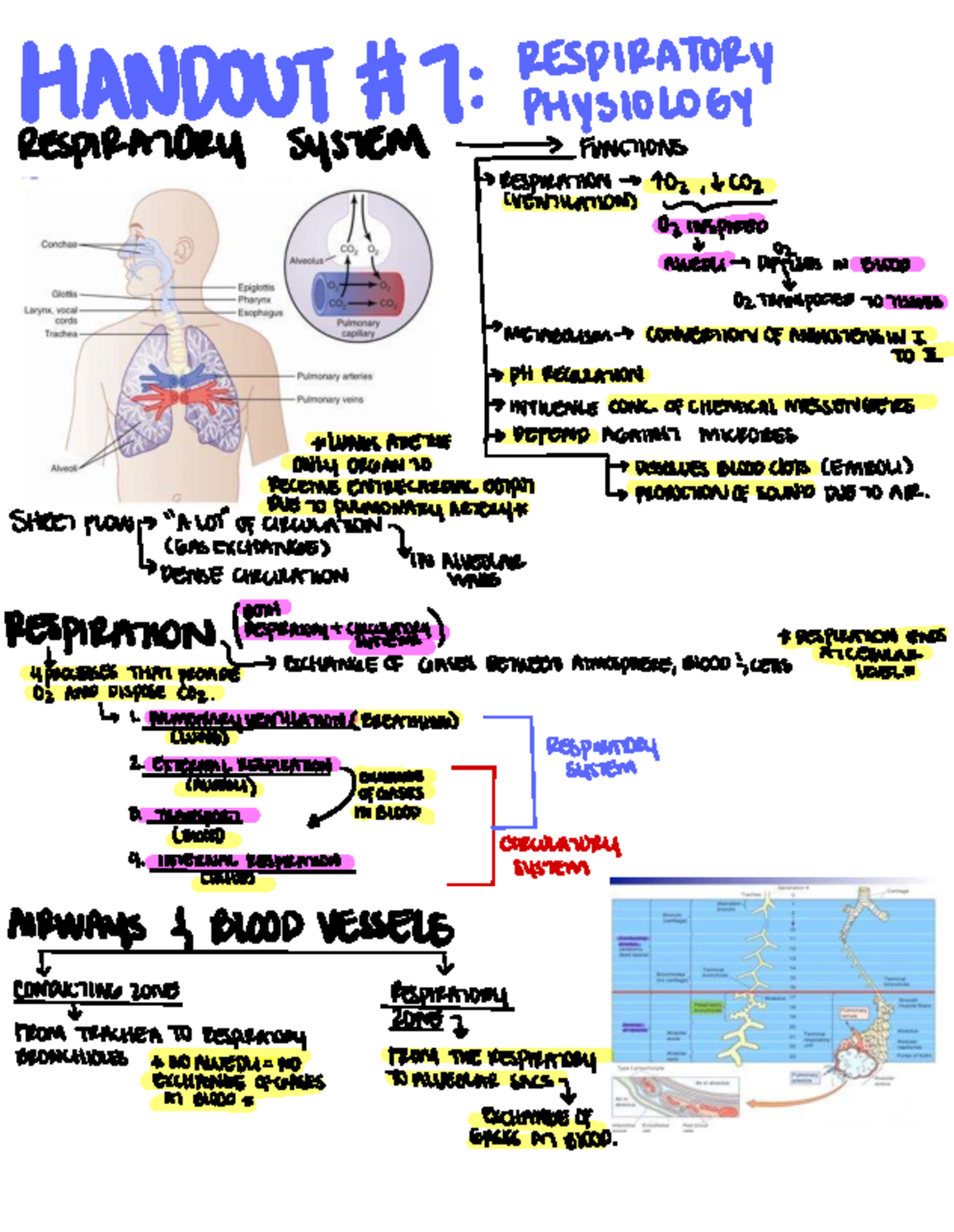 Respiratory Physiology Overview: Functions and Mechanisms (Respiration ...