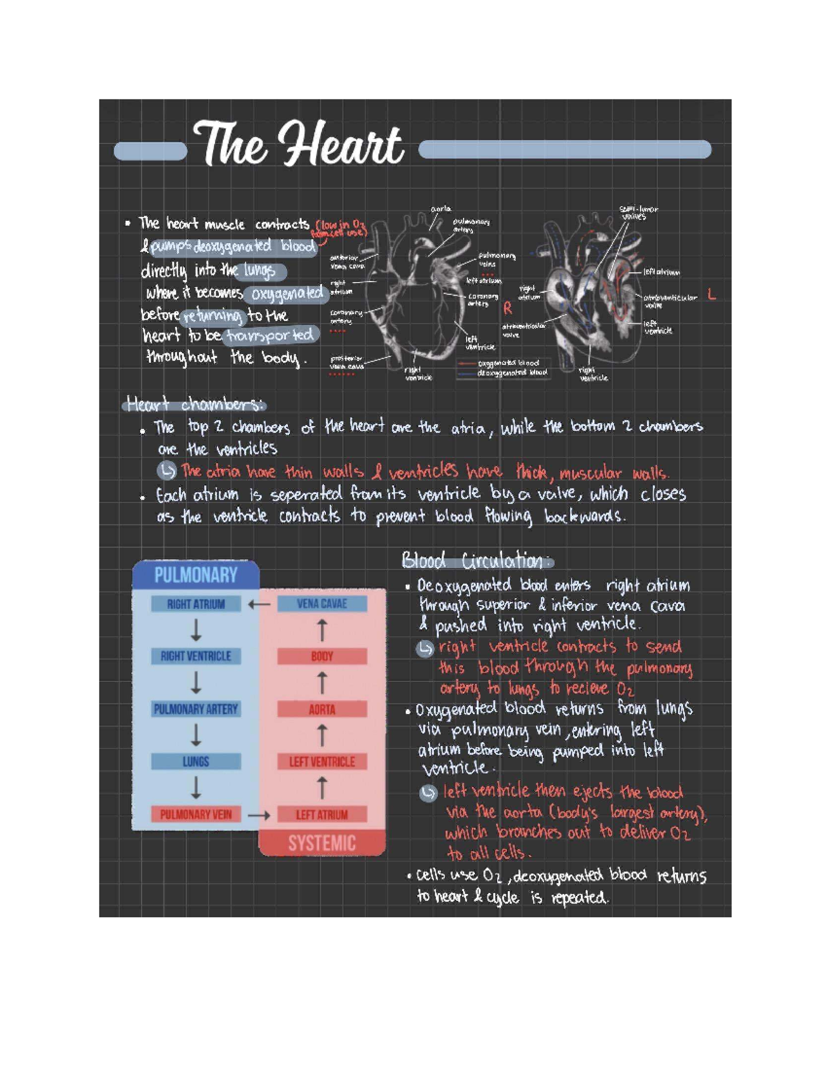 The Heart Structure and Function: Circulatory Overview - Studocu