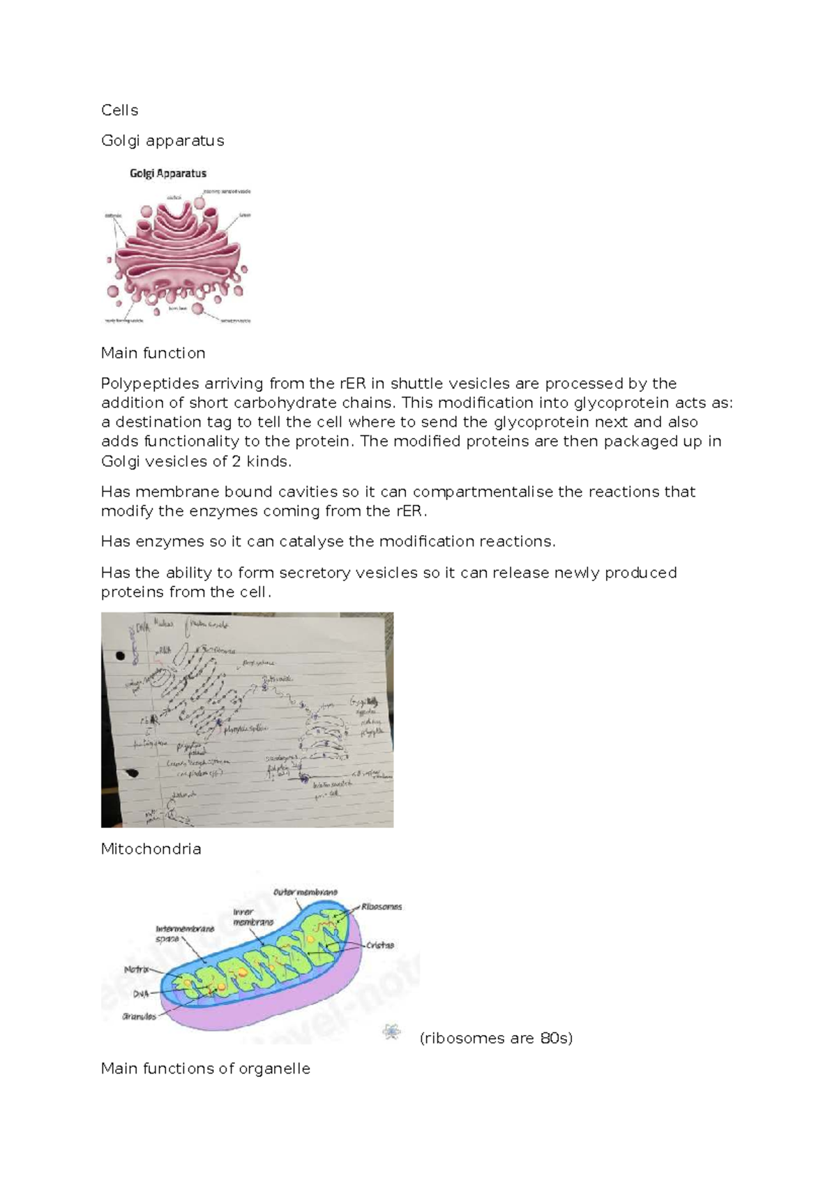 Cells - Animal and Plant Cell Structures & Functions (Bio 101) - Studocu