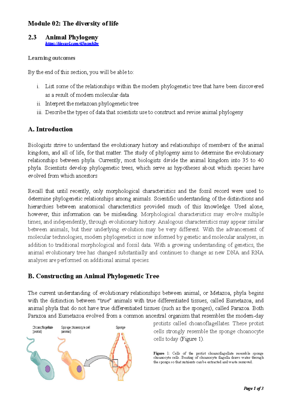 SZL 111 Module 02 Lecture Notes: Understanding Animal Phylogeny - Studocu