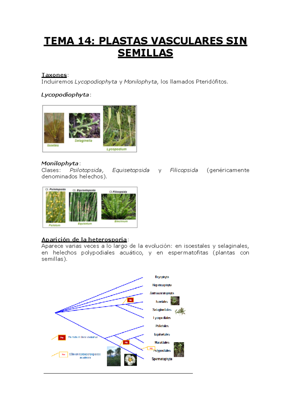 Ejemplos De Plantas Vasculares Sin Semillas Cuáles Son Los Helechos?