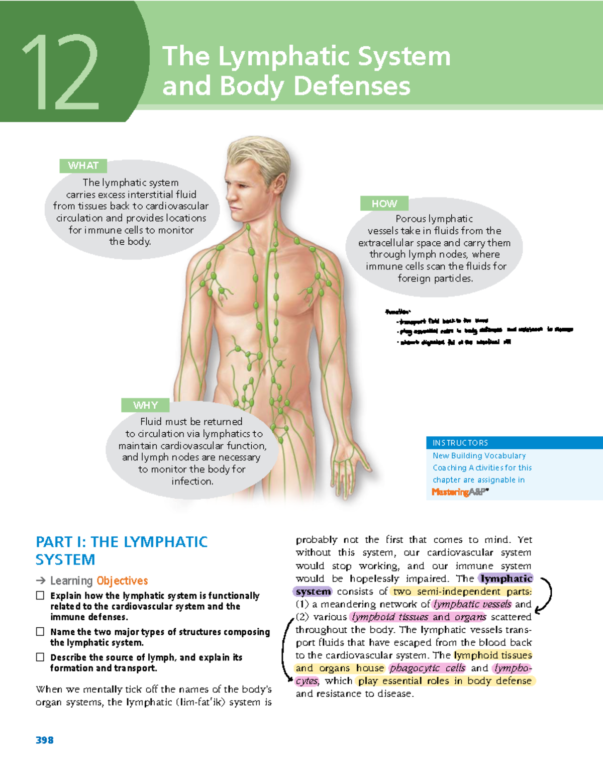 Chapter 12: The Lymphatic System and Body Defenses (Anatomy and ...