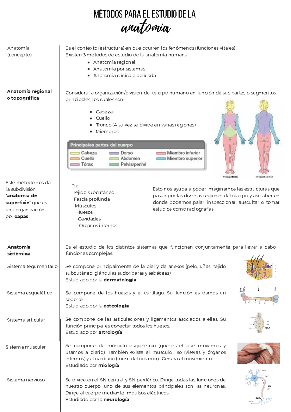 Apuntes Anatomía Humana: Métodos de Estudio y Sistemas (ANATOMY 101) - Document Preview