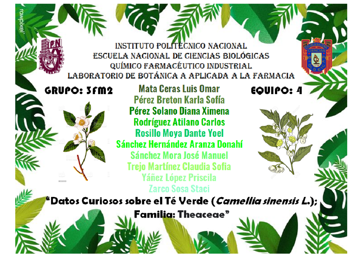 Práctica 3: Identificación de Tejidos Vegetales en Botánica (3FM) - Studocu