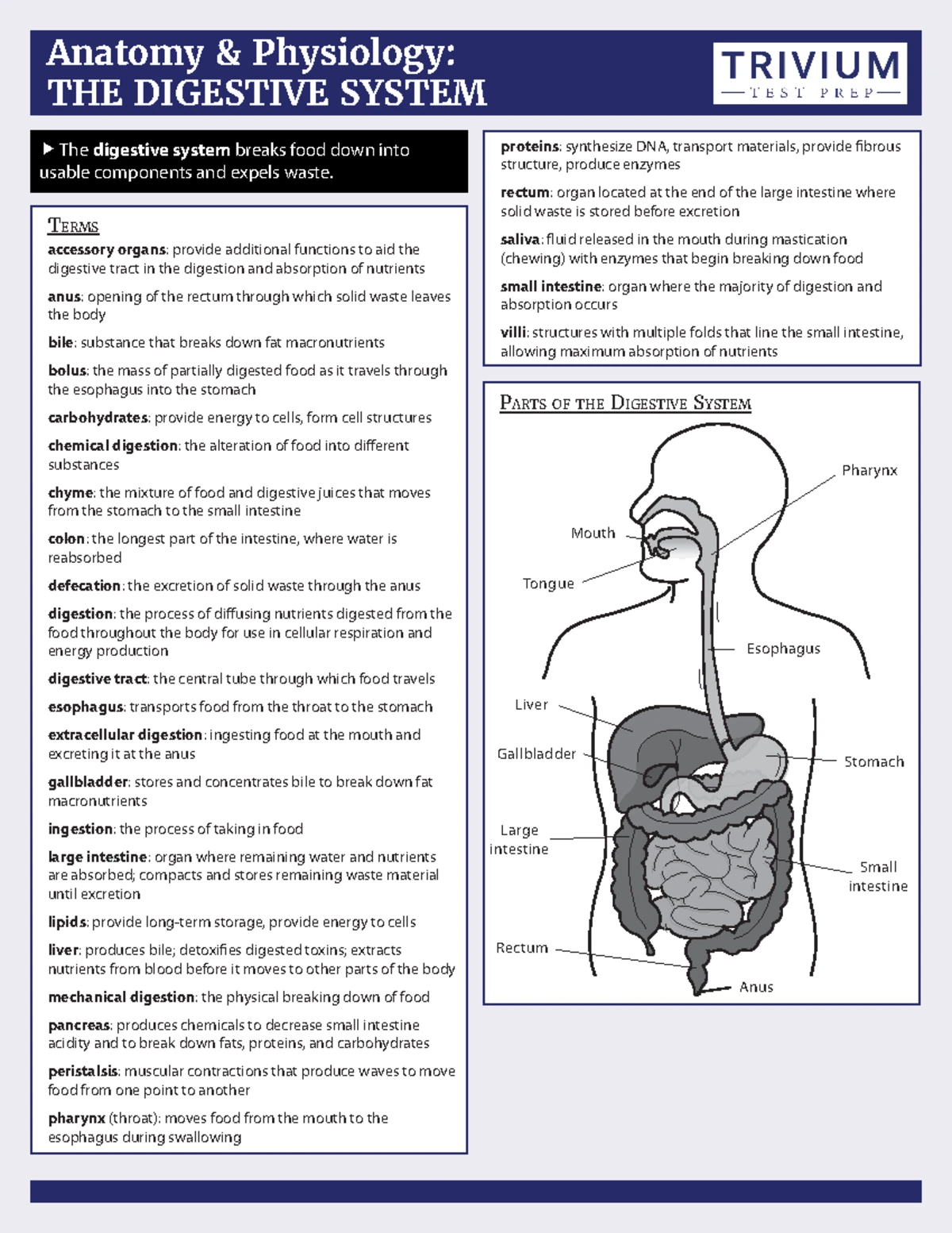 Immune system - Anaphy Cheat Sheet (terms) - Anatomy and Physiology ...