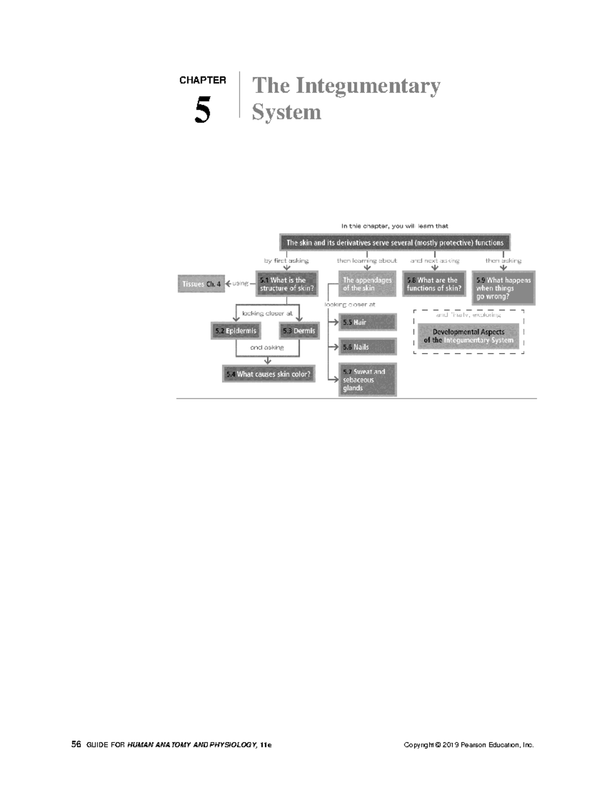 HUMAN ANATOMY & PHYSIOLOGY: CHAPTER 5 - INTEGUMENTARY SYSTEM GUIDE ...