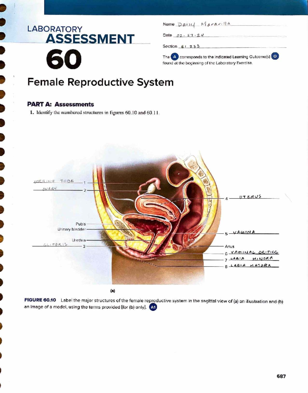 Laboratory Assessment 60: Female Reproductive System Overview - Studocu
