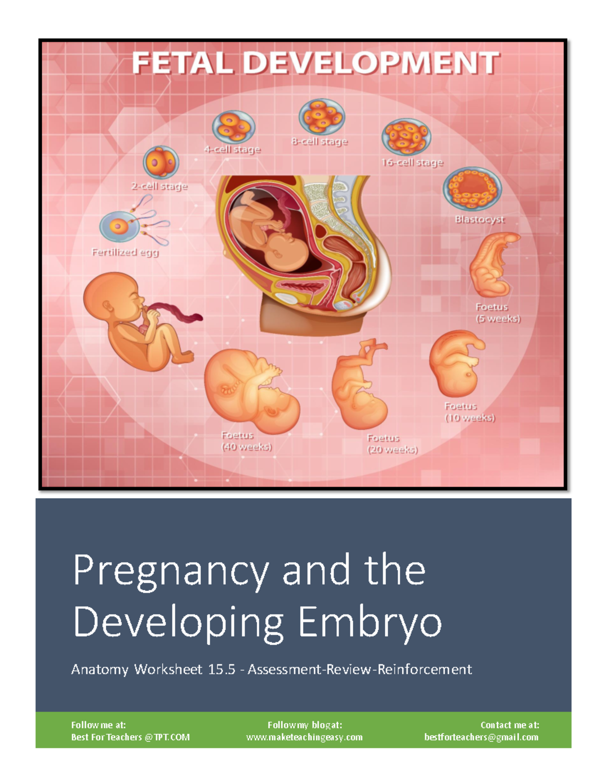 Anatomy Worksheet 155: Pregnancy and Embryonic Development - Studocu