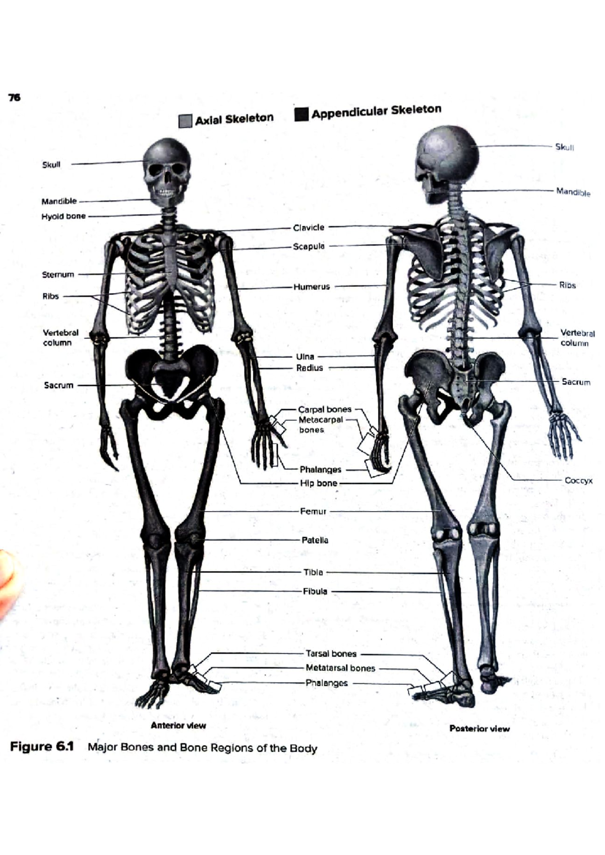 Appendicular and Axial Skeleton Overview: Major Bones and Regions - Studocu