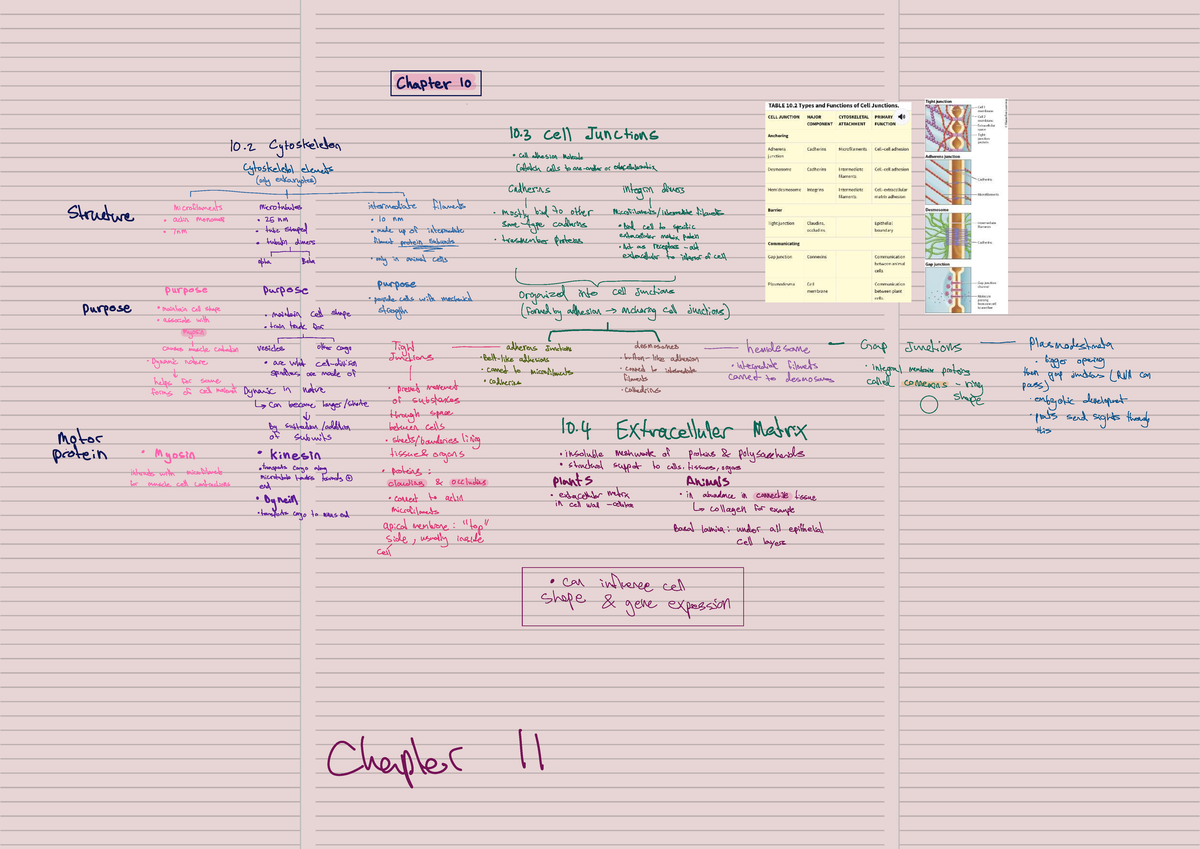 Biol130 Chapter 10 & 11: Cell Junctions & Extracellular Matrix - Studocu
