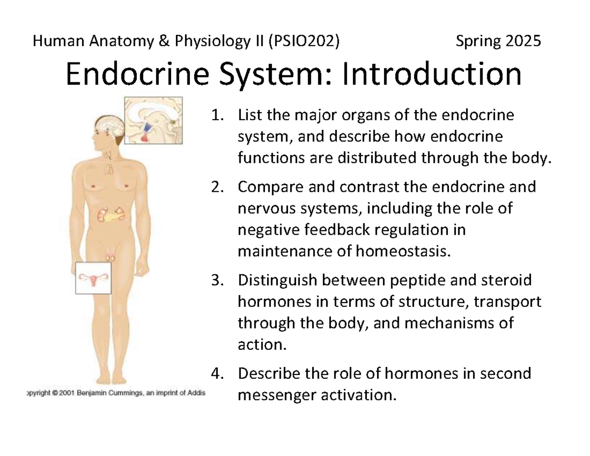 Endocrine System Overview and Functions - PSIO202 Spring 2025 - Studocu