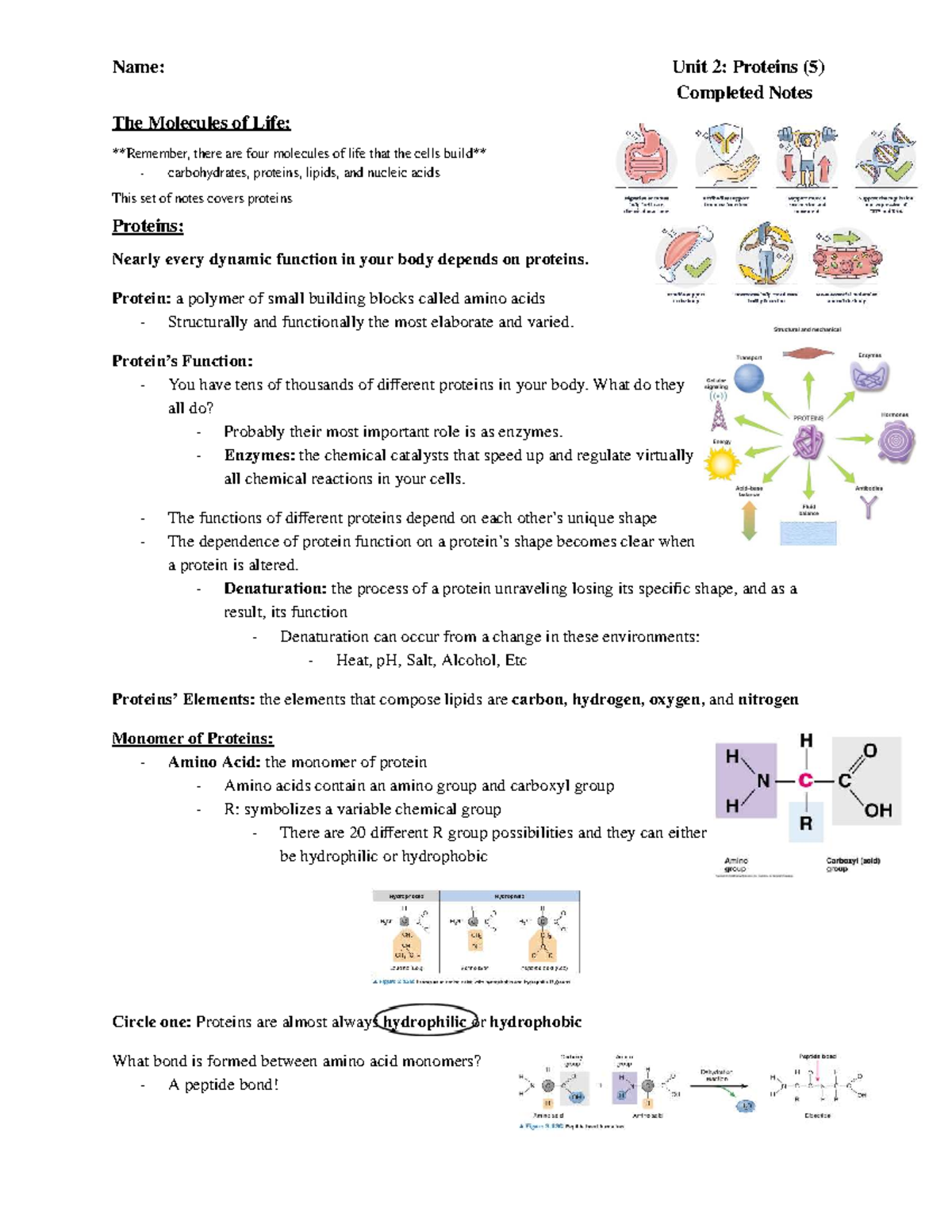 Unit 2: Proteins (5) - Comprehensive Study Notes on Functions and ...