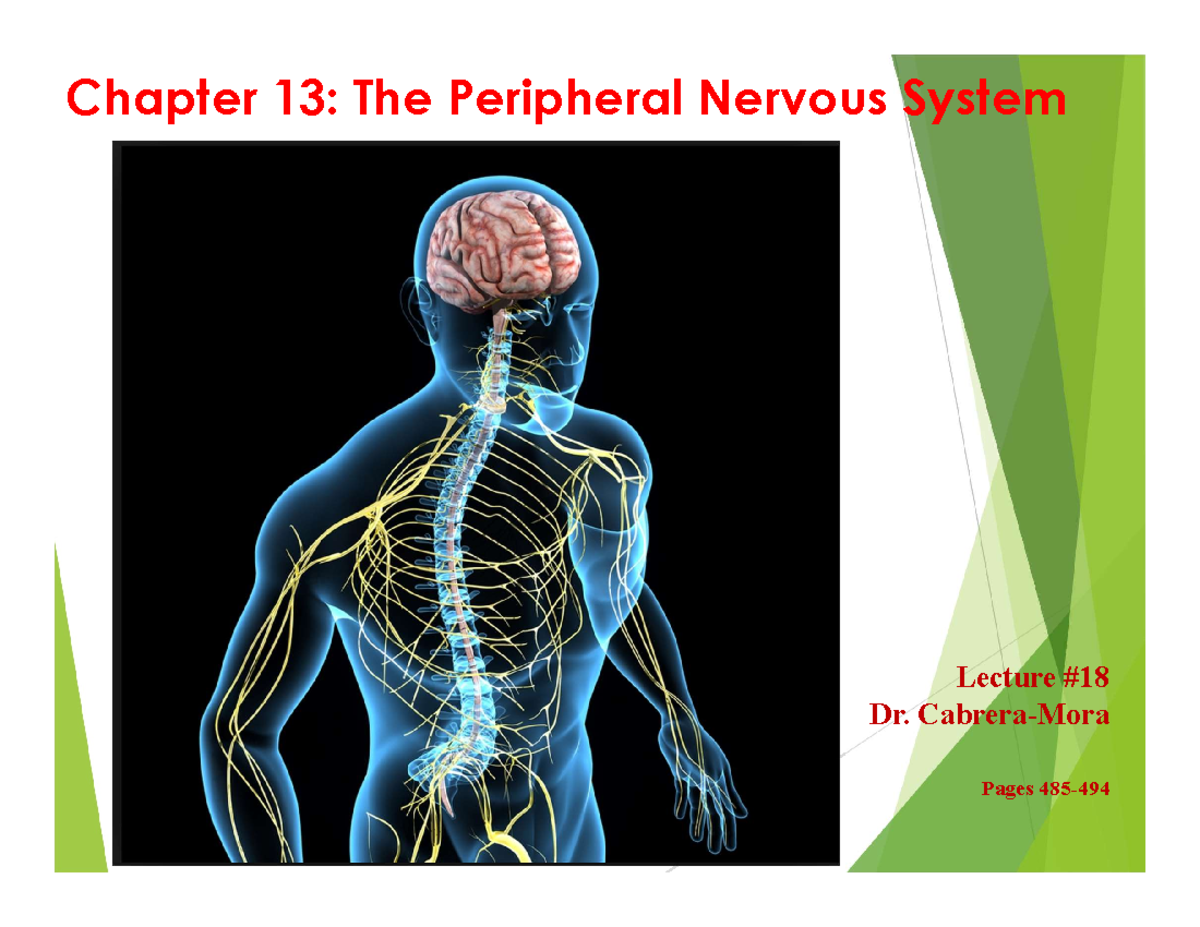 Peripheral Nervous System Overview - Lecture 18 (BIO101) Notes - Studocu