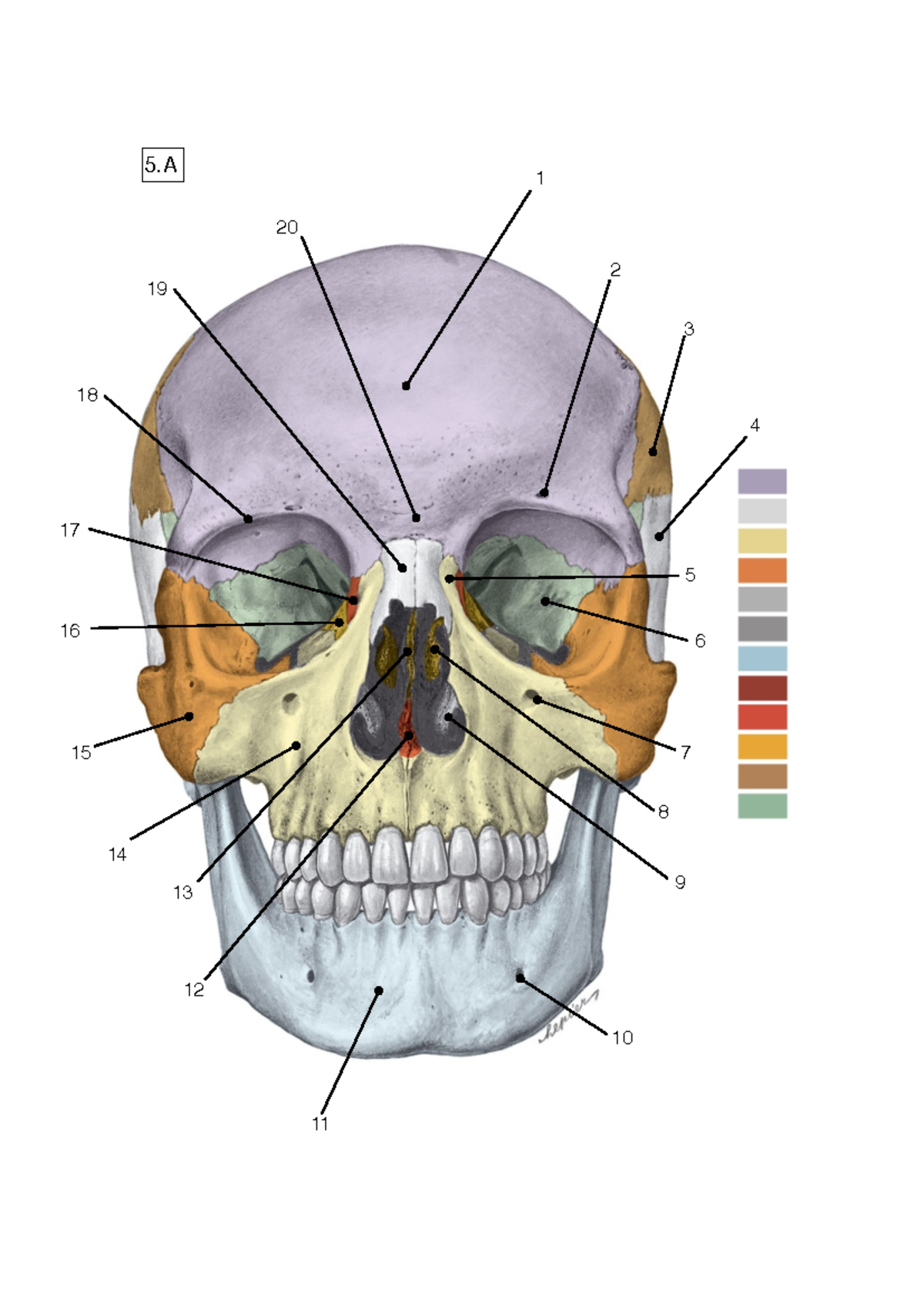 Cranium - Summary of Functional Anatomy and Structures - Studocu
